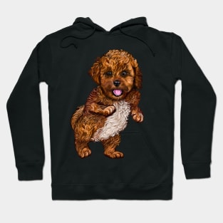 Cavapoochon Cavapoo Cavoodle - cute standing cavalier King Charles spaniel Bichon frise Hoodie